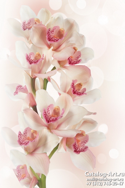 Pink orchids 82